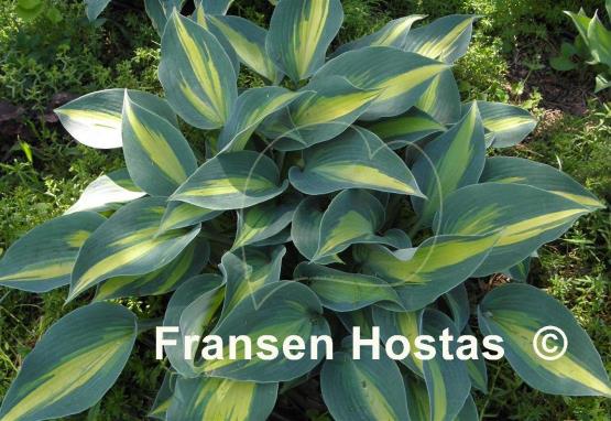 Hosta Touch of Class